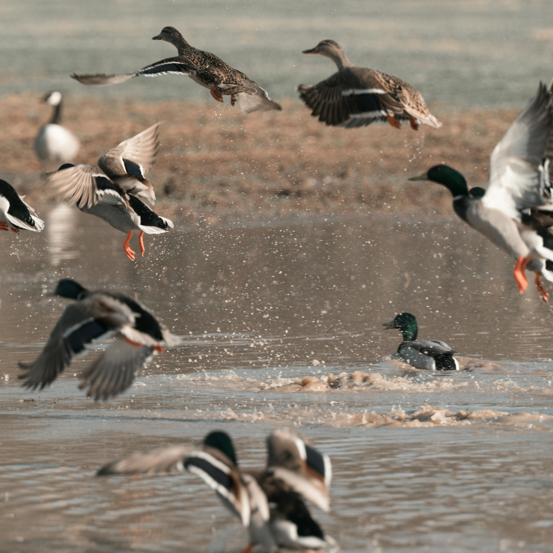 Ducks at the Ridgefield National Wildlife Refuge