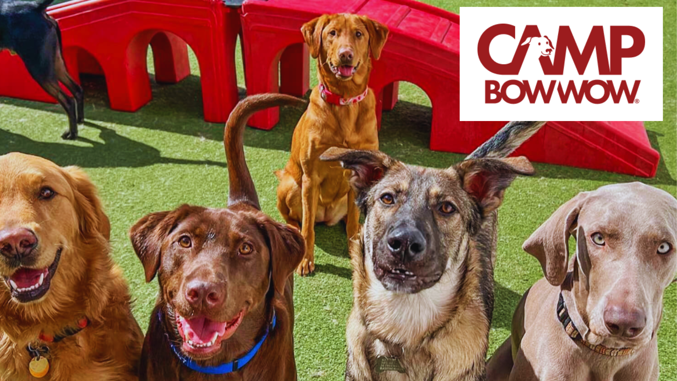 camp bow wow ridgefield wa