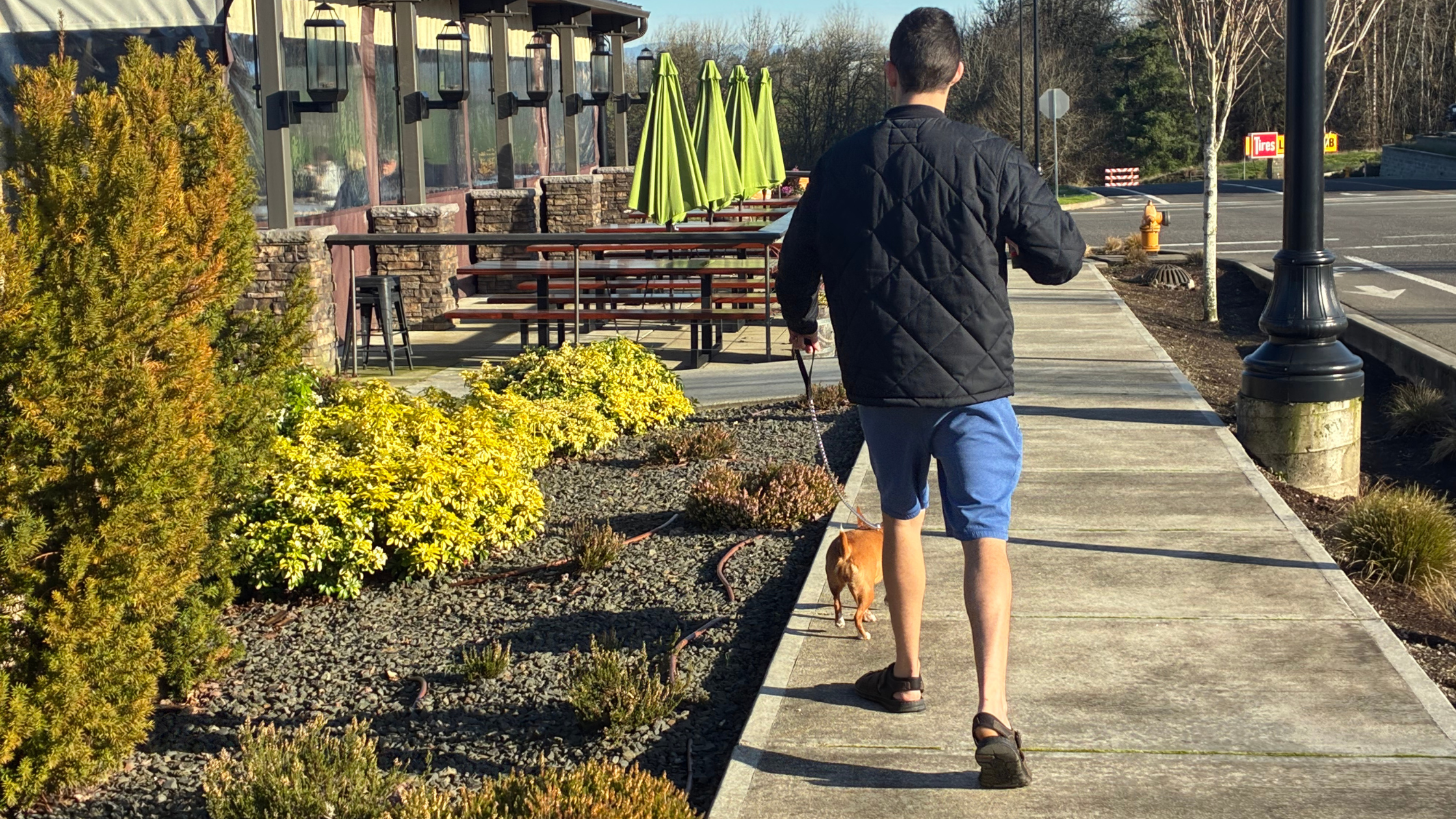 dog friendly patios - man walking dog near taps