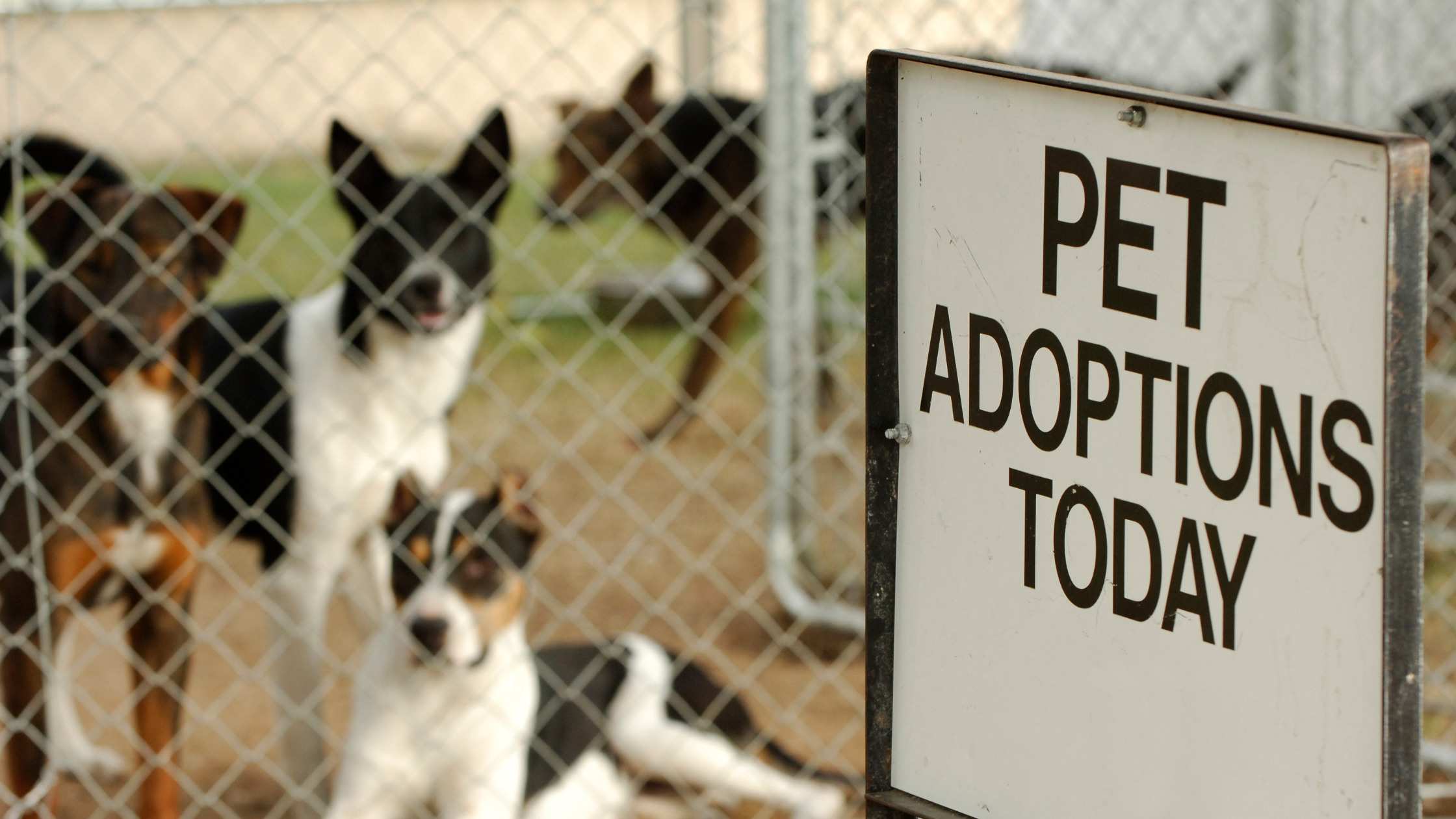 dog adoption event ridgefield wa