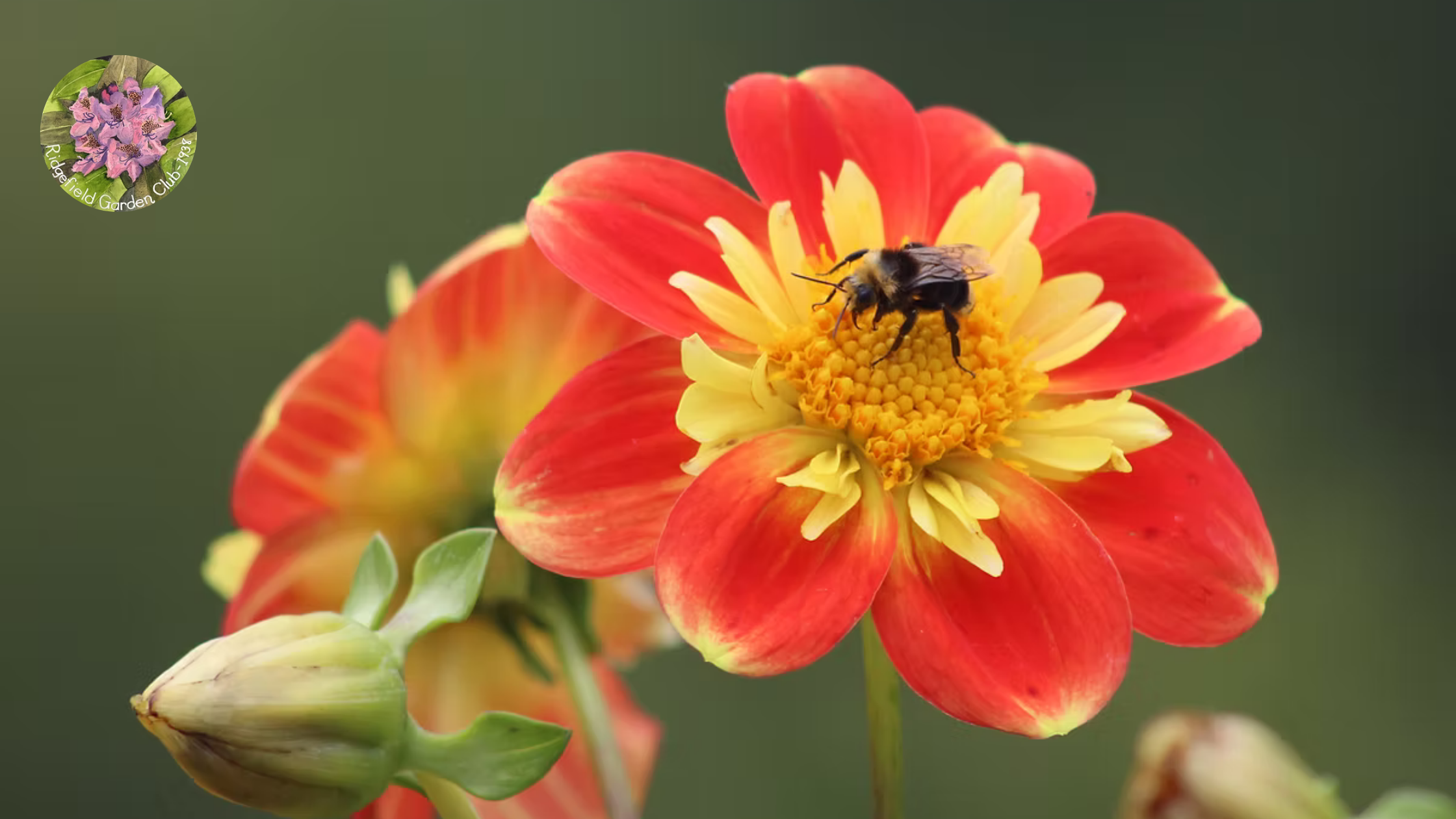 Beautiful flower courtesy of Ridgefield Garden Club
