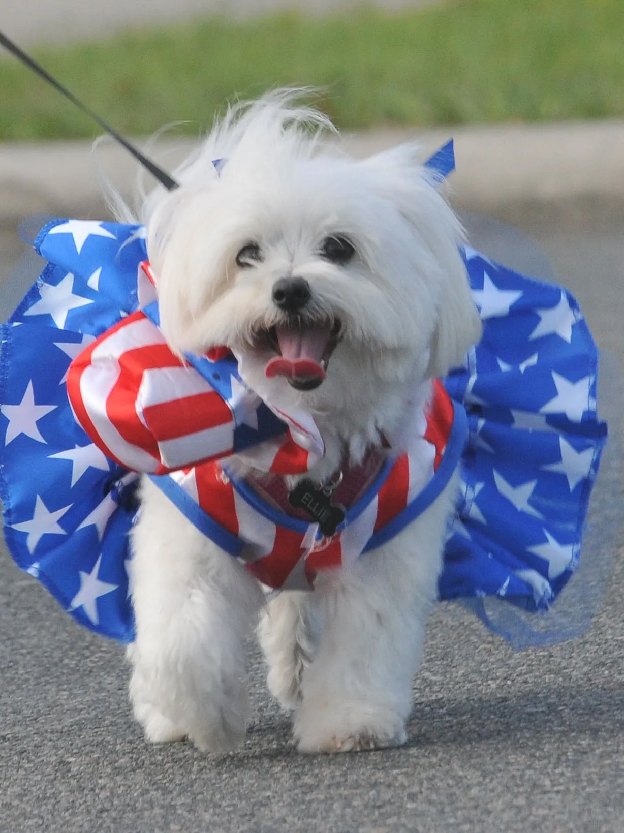 Dog dressed in an American flag costume at Ridgefield's 4th of July pet pre-parade