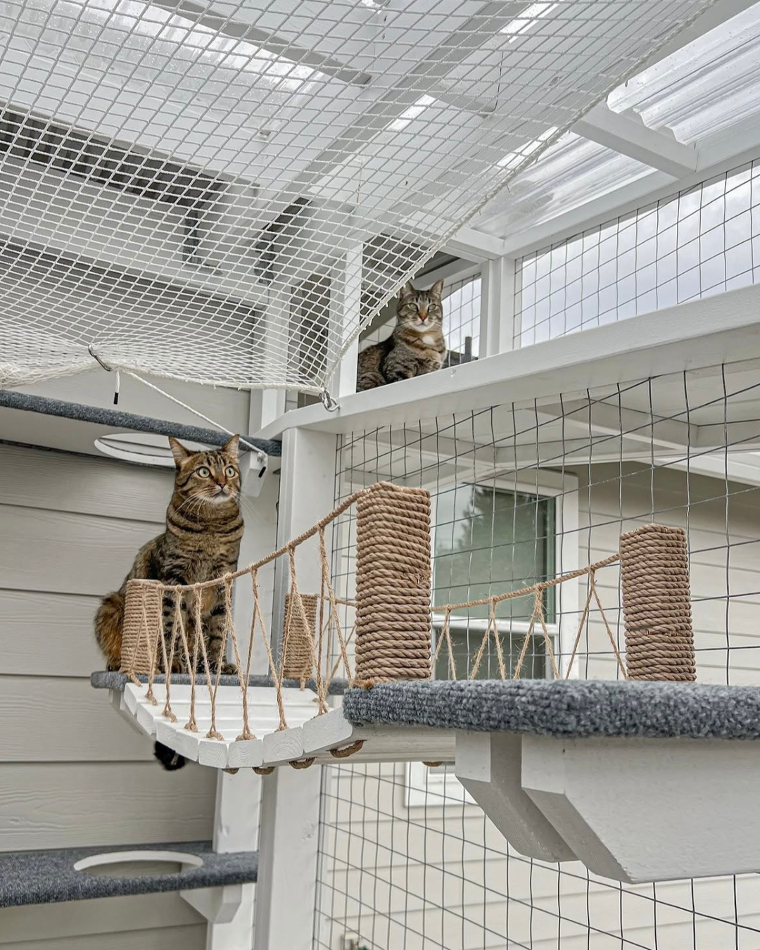 two cats sharing a white catio enclosure