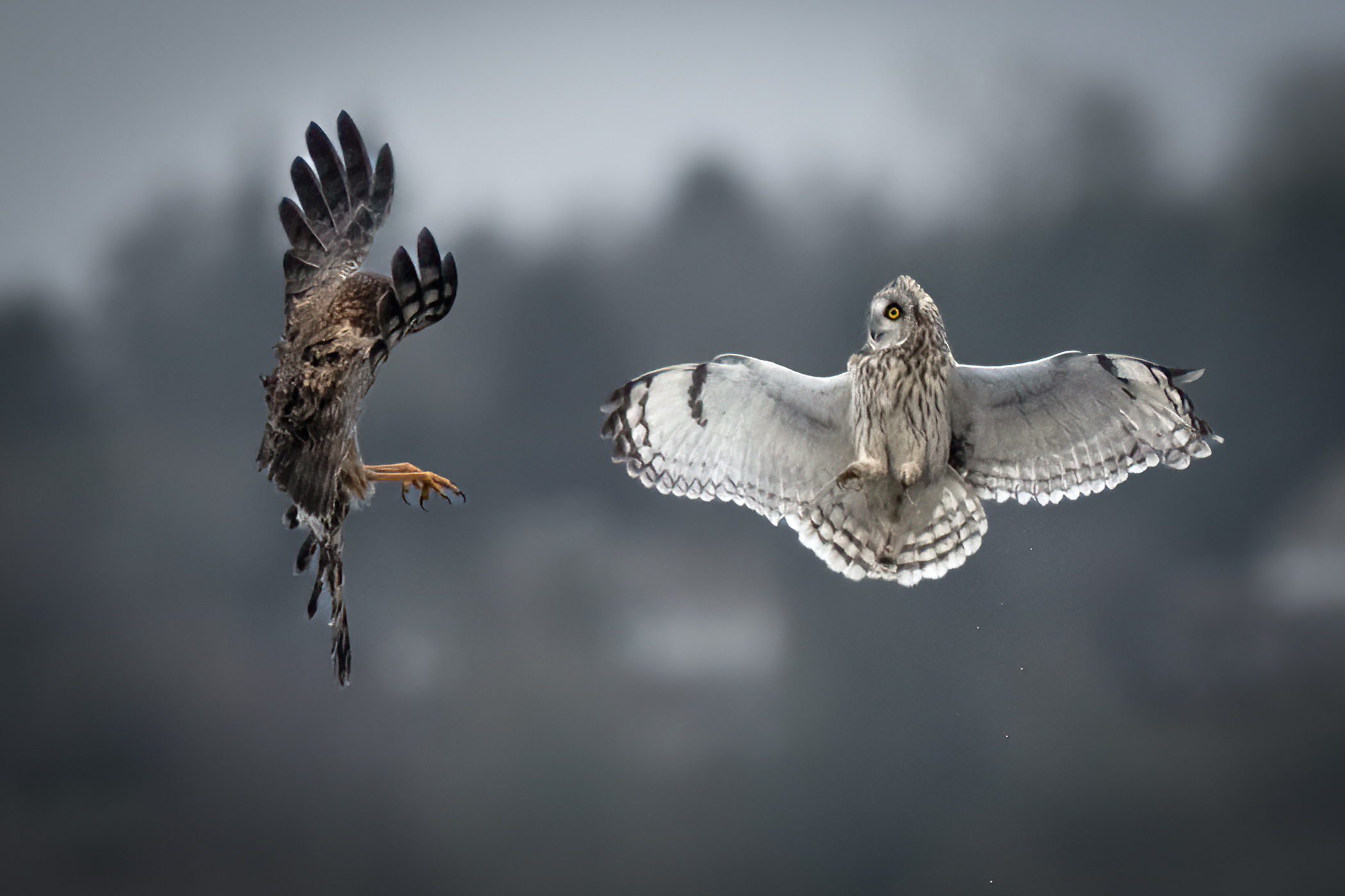 Northern harrier and short-eared owl by Betsy Jager, 2024 Birds category winner