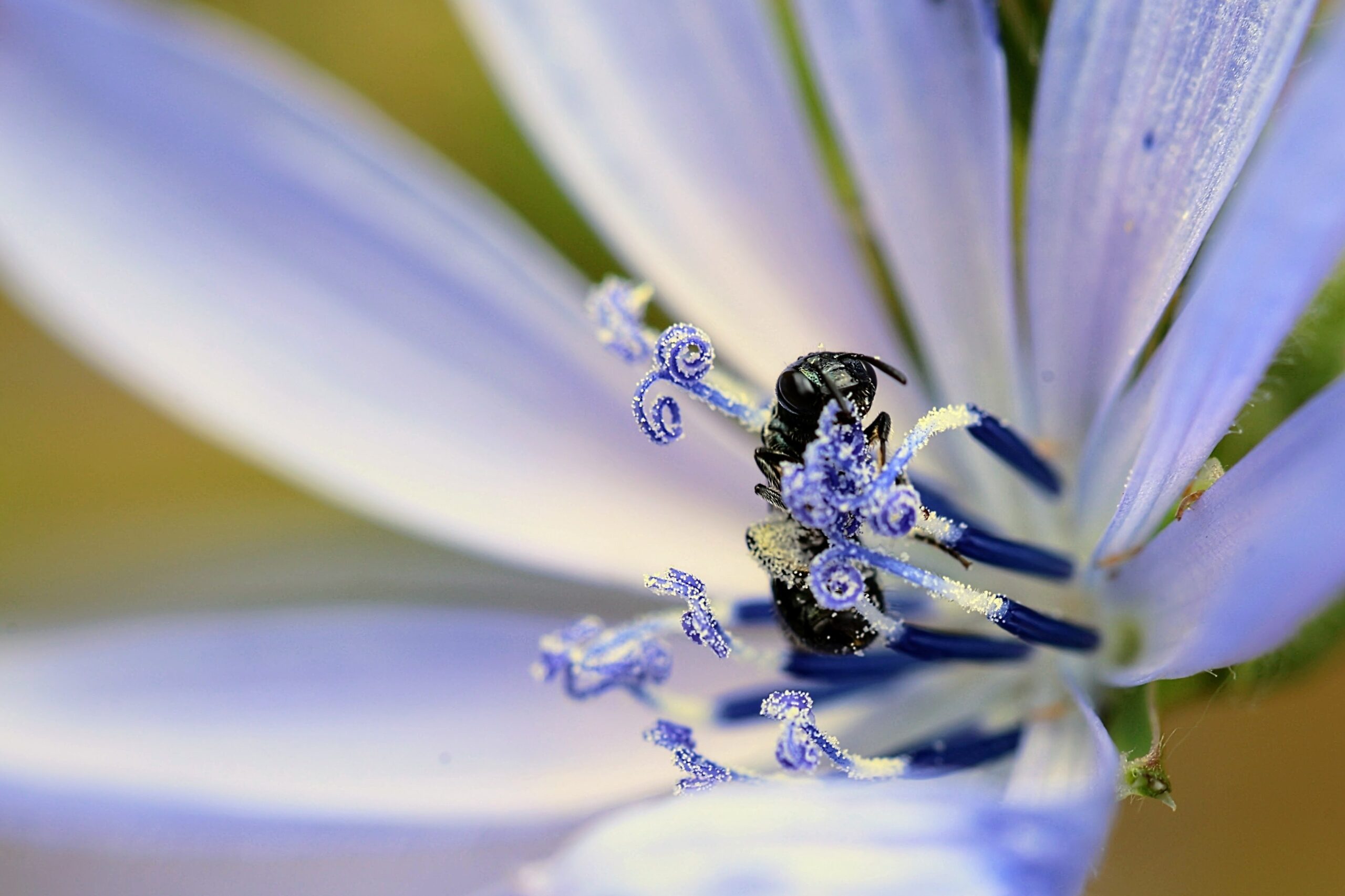 Ceratina bee on chicory flower by Kathryn Caine, 2025 Plant Life winner