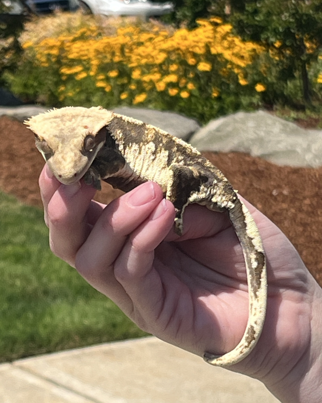 Another reptile friend