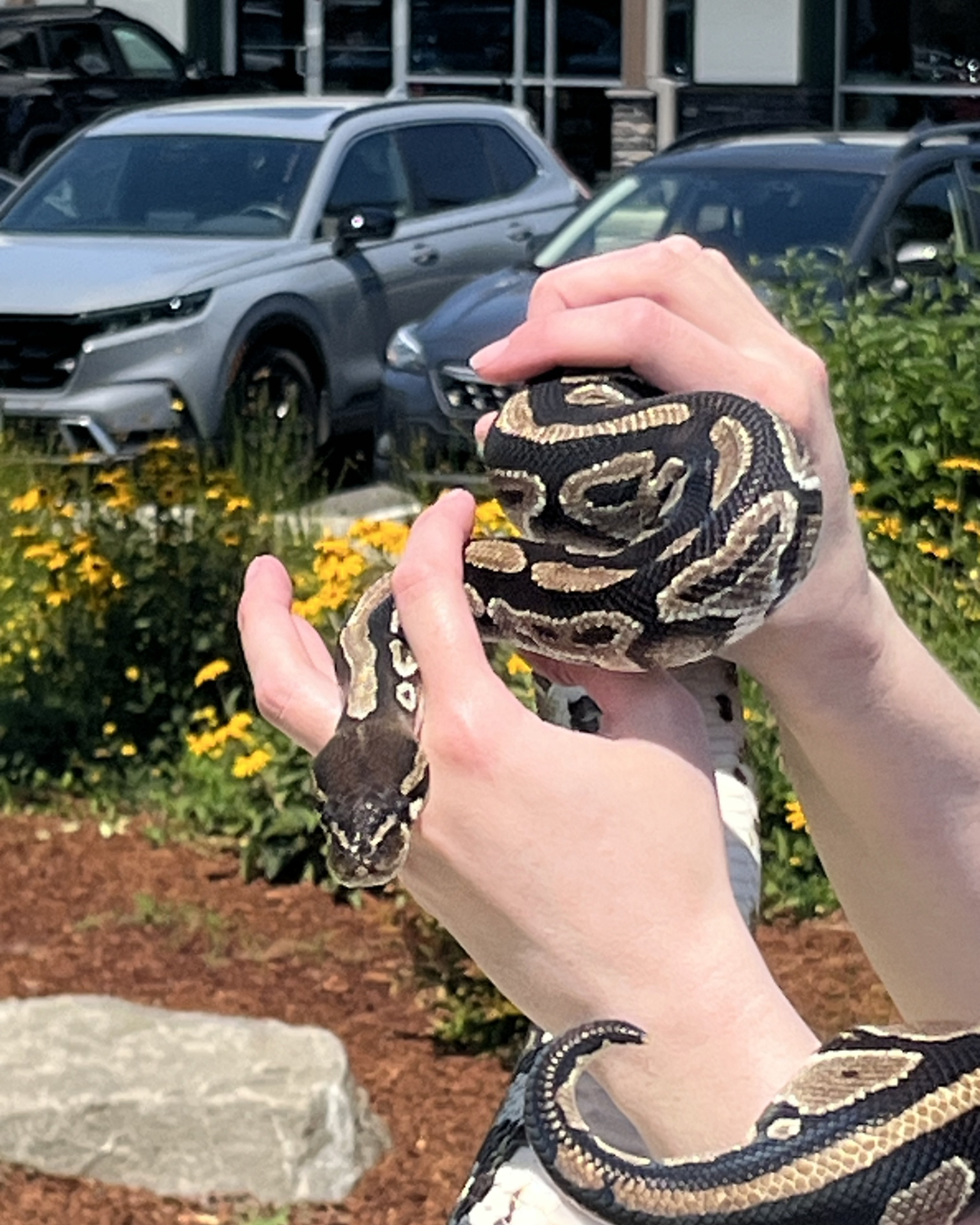 Tarantula