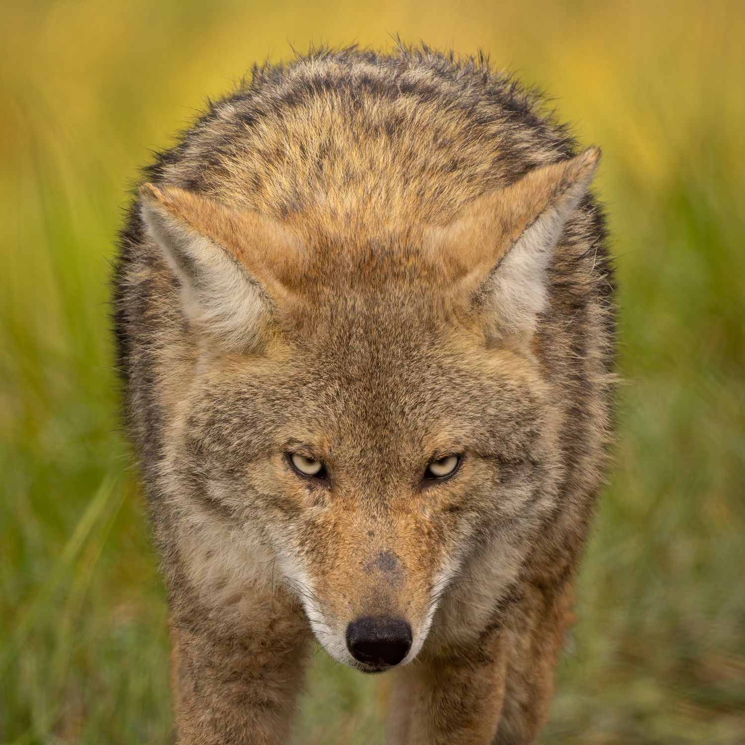 Coyote by Steve Pickering, 2025 Wildlife category winner