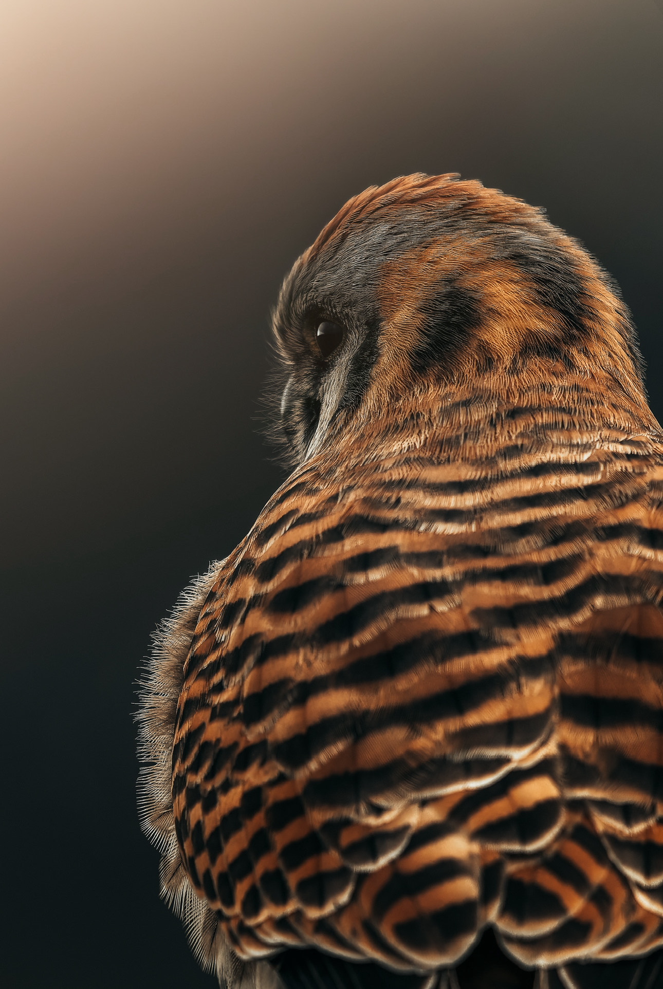 American Kestrel by Zack Aurand, 2025 Birds category winner