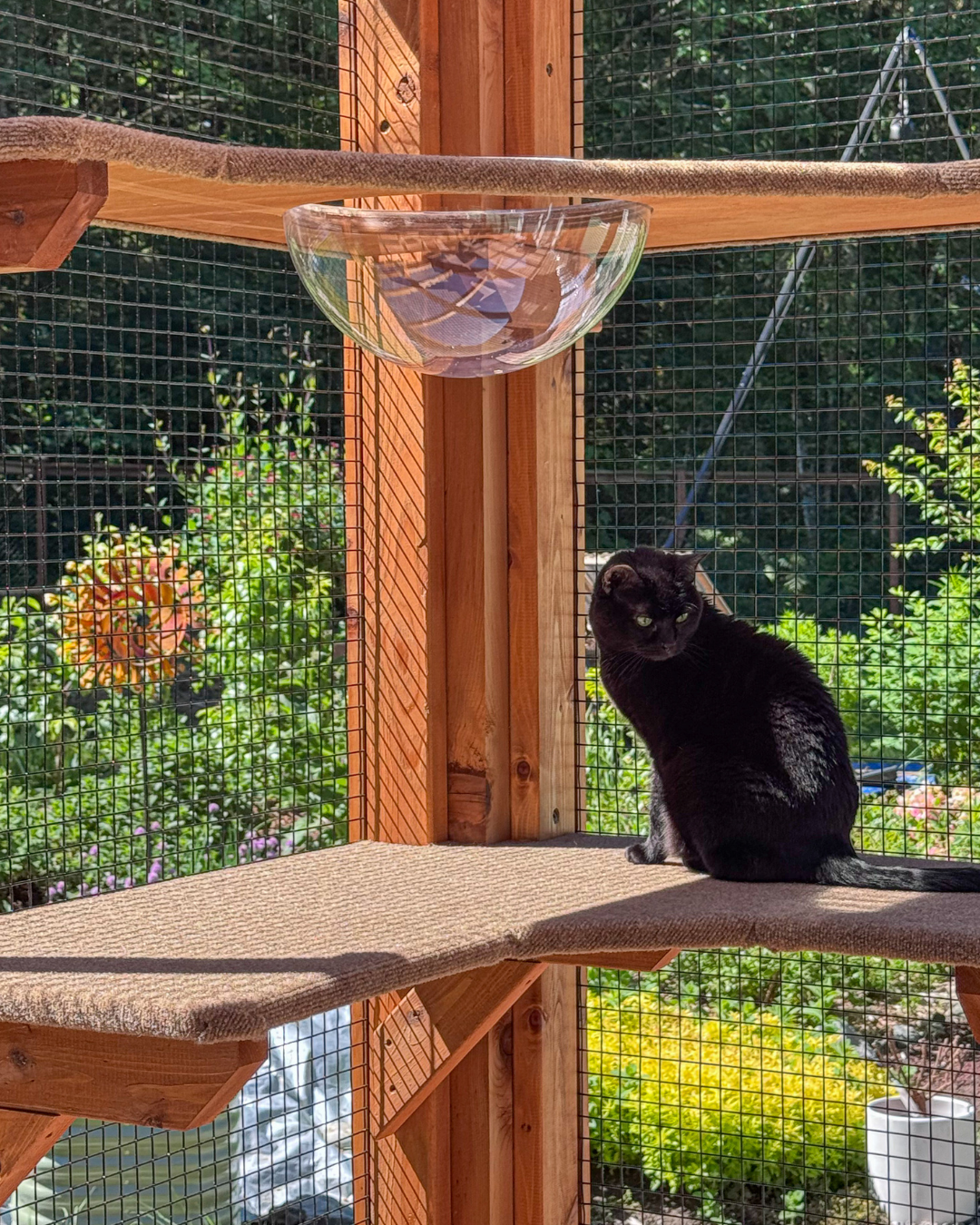black cat perched inside a catio structure