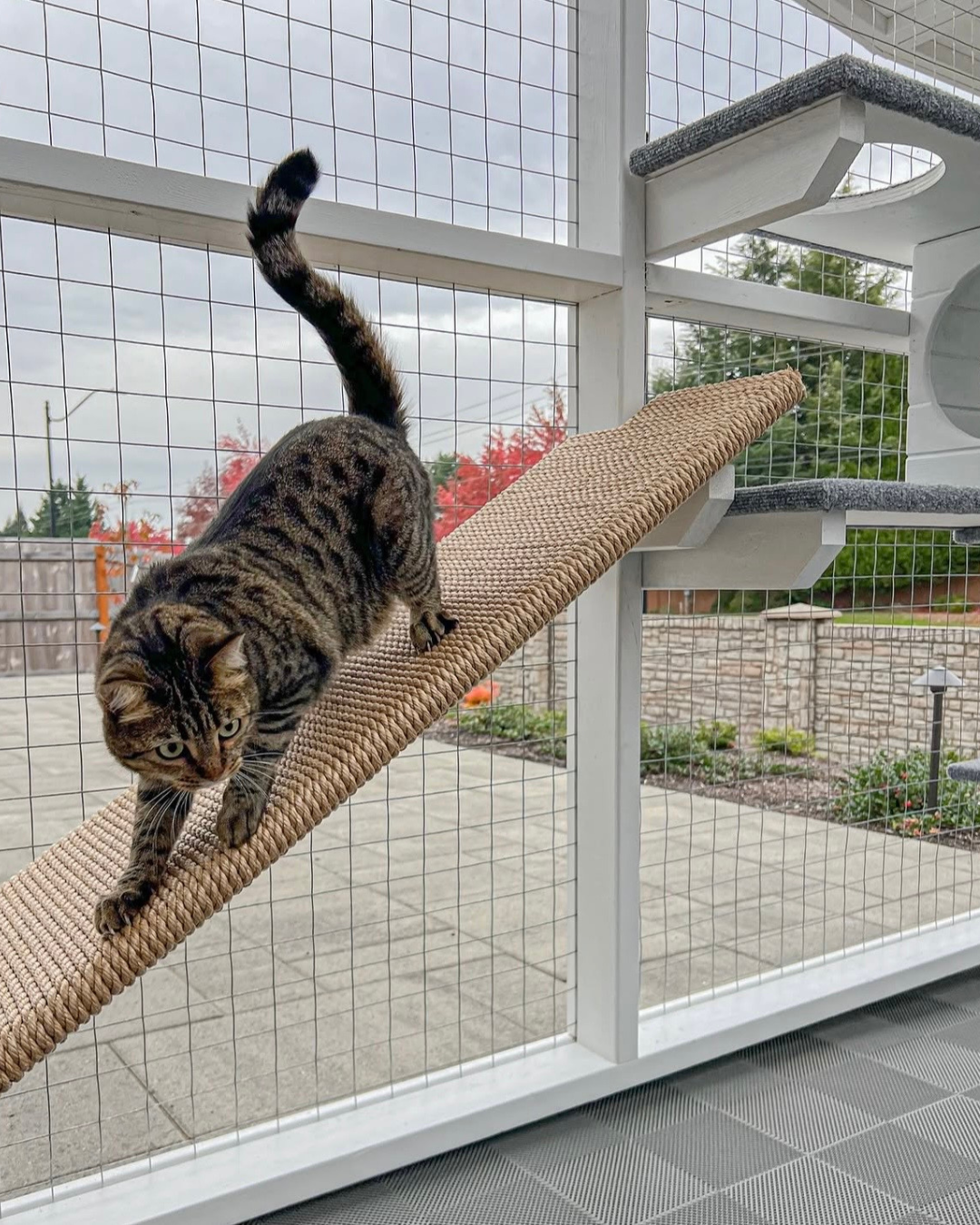 white cat descending a cedar catio ramp