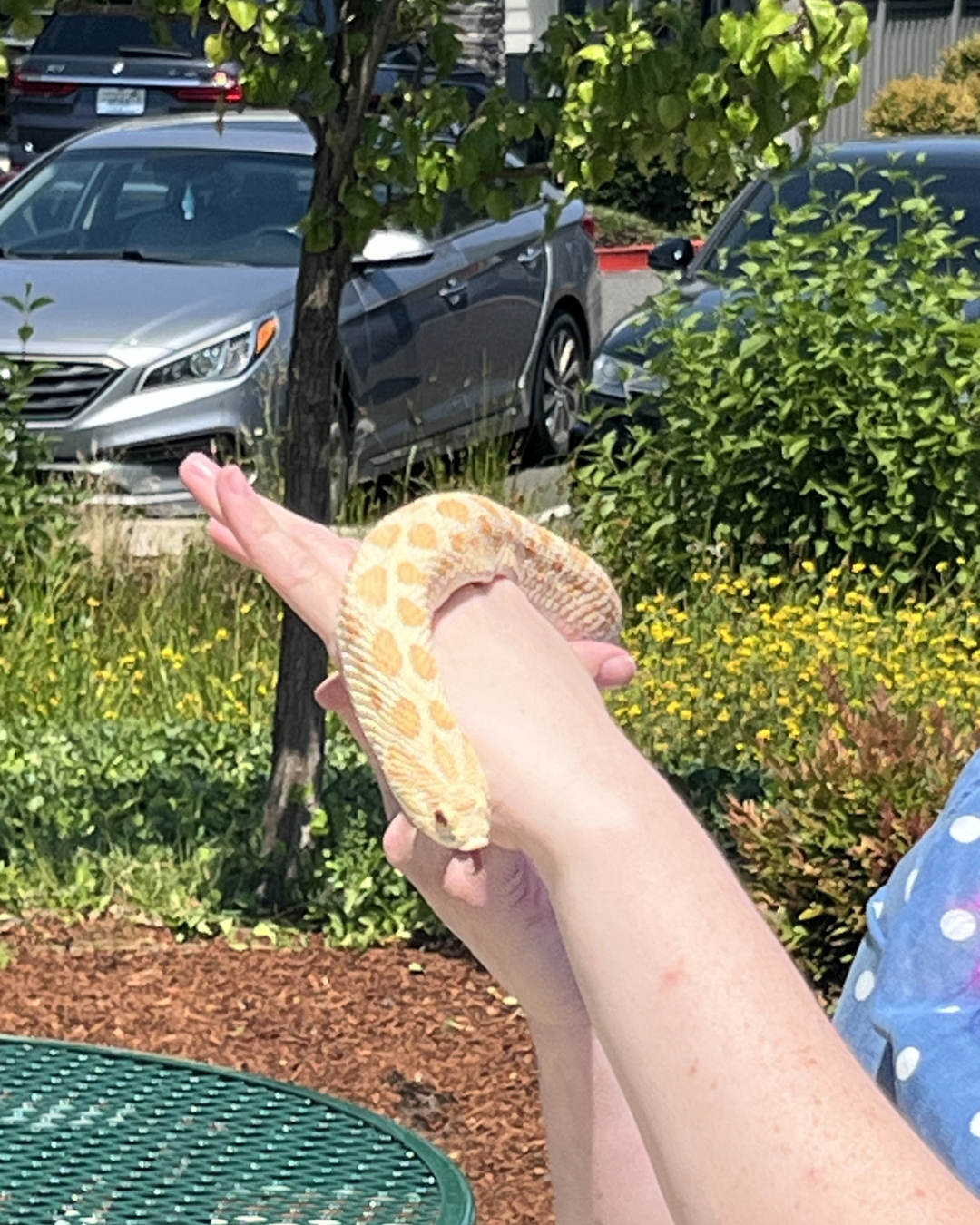 Frog-nosed snake