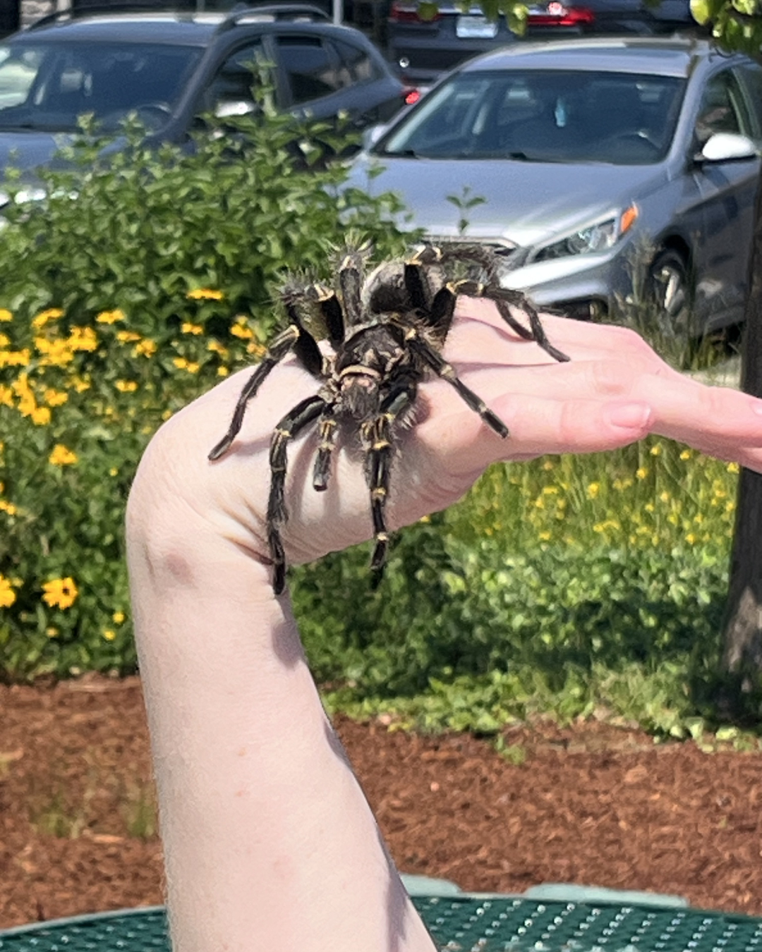 Tarantula