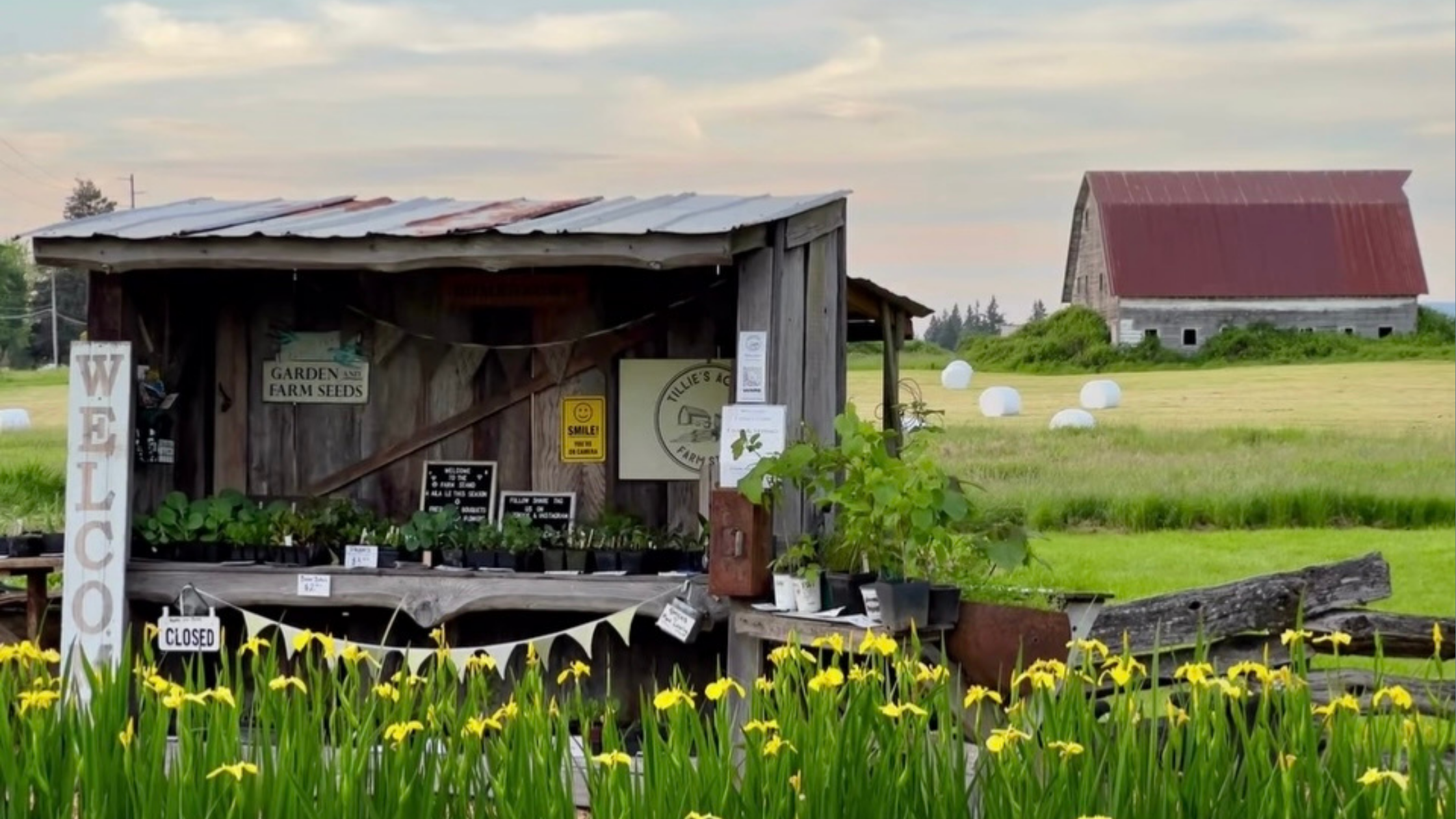 Roadside honor farm stand in Ridgefield, Washington
