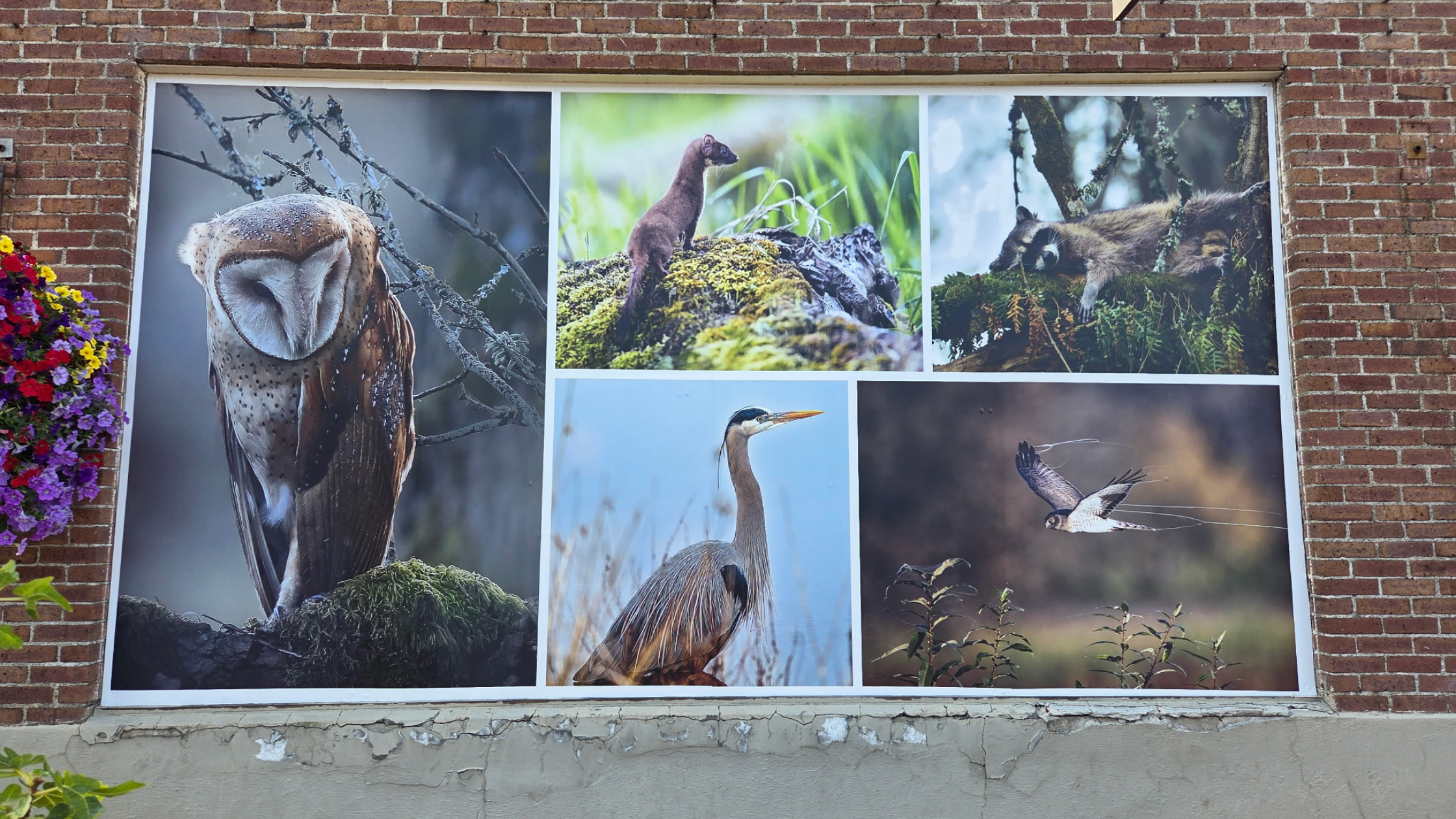 New large-scale photo panels being installed on the exterior of the Greely Building in downtown Ridgefield
