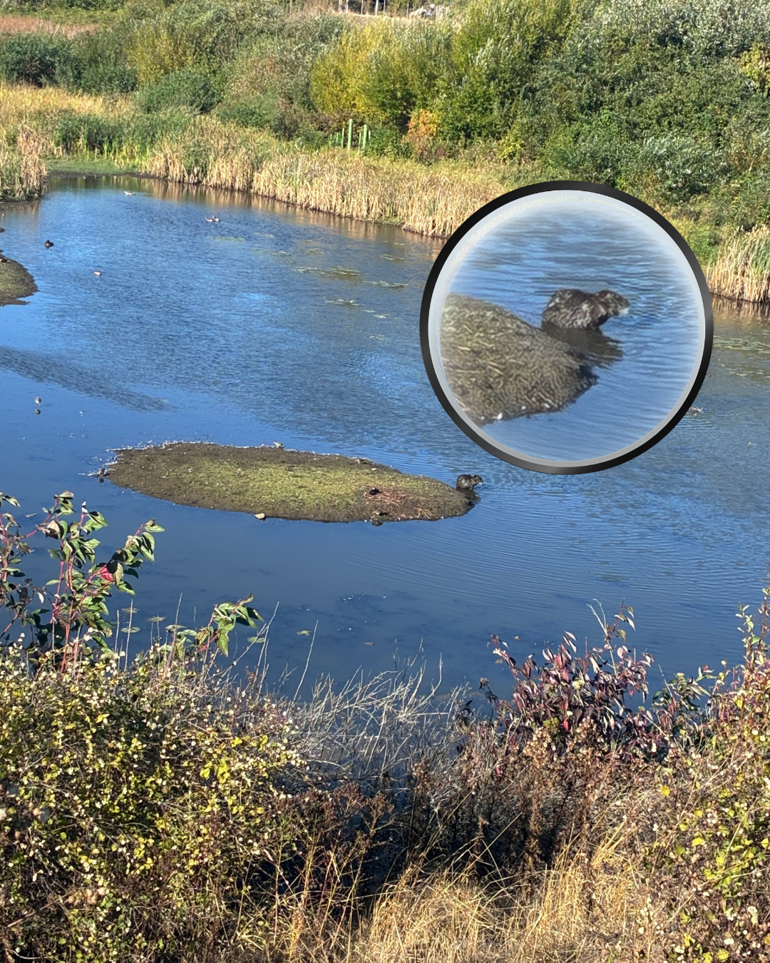 A nutria on a small island near the Ridgefield waterfront