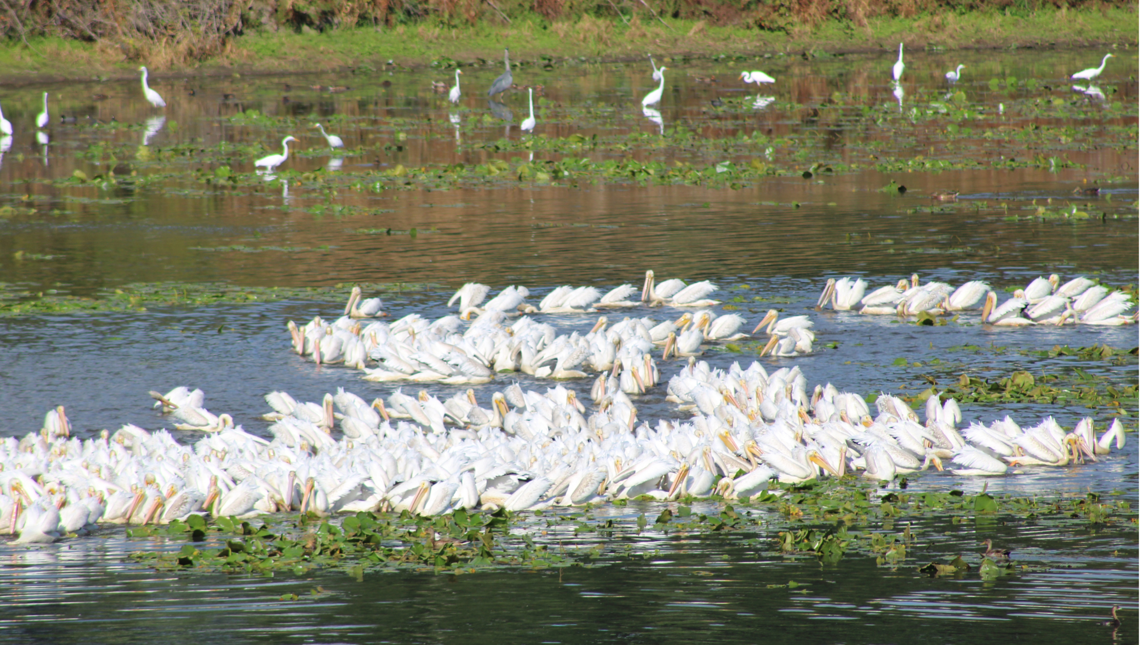 Pelicans, egrets and herons at Carty Lake