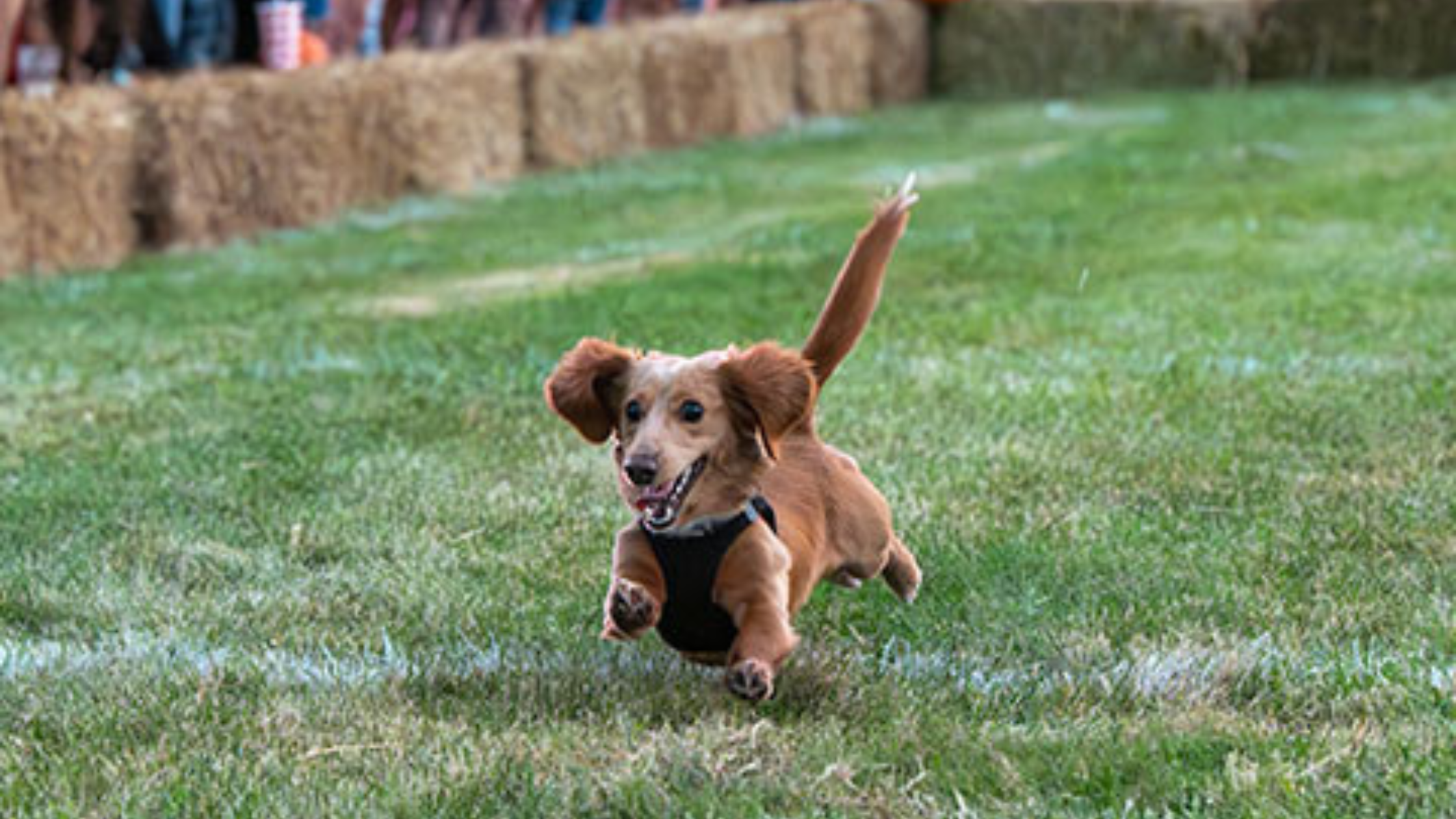 Dachshunds racing at the Ridgefield Lions Oktoberfest