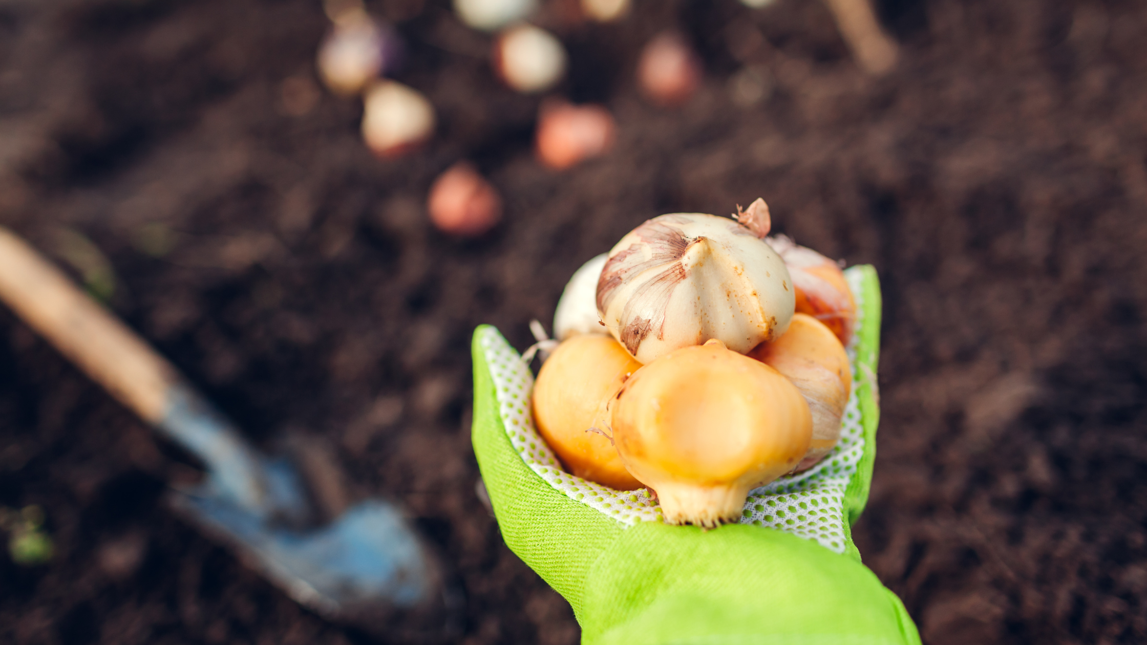 Daffodil and allium bulbs ready for fall planting